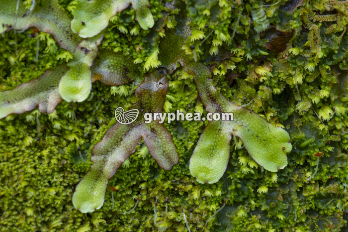 Hépatique - détail (Açores)  - gryphea.org